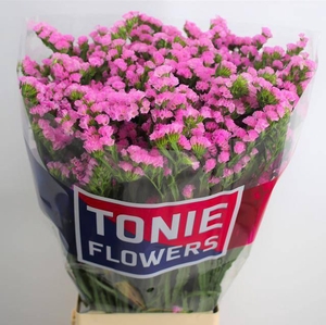 Lim S Fantasia Wings