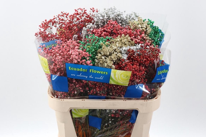 <h4>Gy Xl Xmas Tinted</h4>