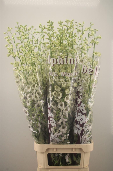 <h4>Delph El Dewi Rocket</h4>
