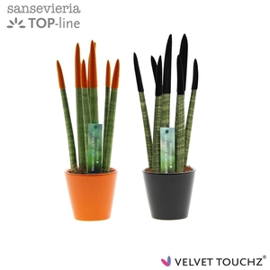 Sansevieria VELVET TOUCHZ® Halloween mix In keramiek R'dam