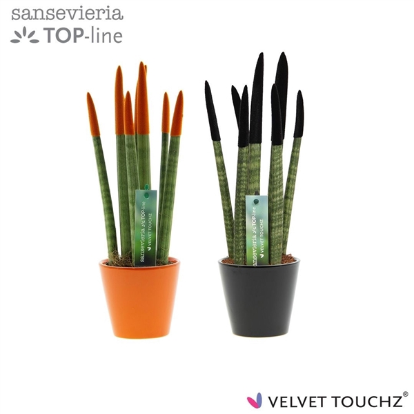 <h4>Sansevieria VELVET TOUCHZ® Halloween mix In keramiek R'dam</h4>