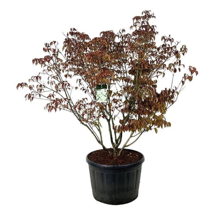 <h4>Cornus kousa 'Milky Way'</h4>