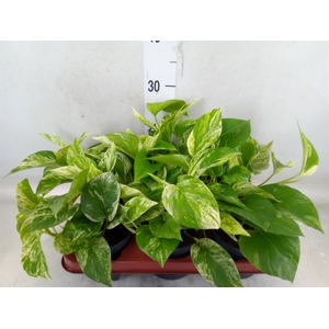 Epipremnum pinn. 'Marble Queen'