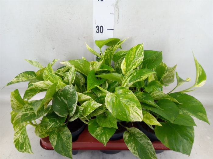 <h4>Epipremnum pinn. 'Marble Queen'</h4>