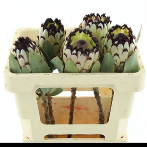 PROTEA M DIDI