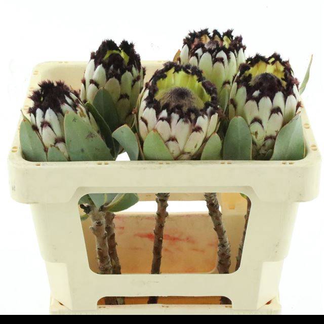 <h4>PROTEA M DIDI</h4>
