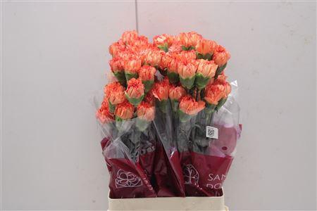 <h4>Di St Cowboy</h4>