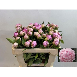 PAEO L SARA BERNHARD