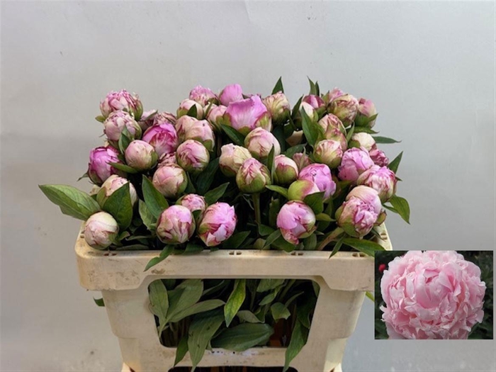 <h4>PAEO L SARA BERNHARD</h4>