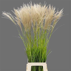 Misc Sinensis White
