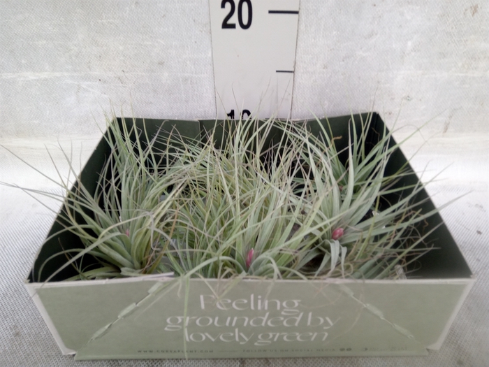 <h4>Tillandsia</h4>