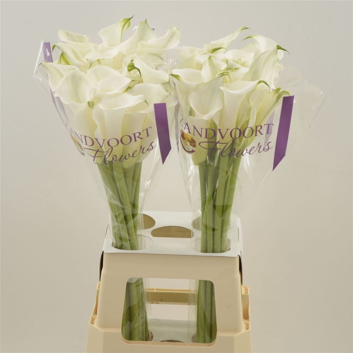<h4>Calla White Mambo</h4>