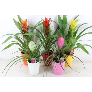 arr3 ZS - Bromelia streeppot mix