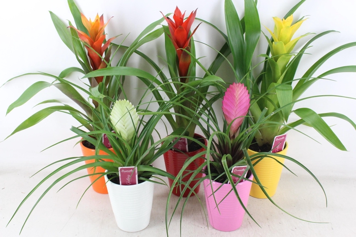 <h4>arr3 ZS - Bromelia streeppot mix</h4>