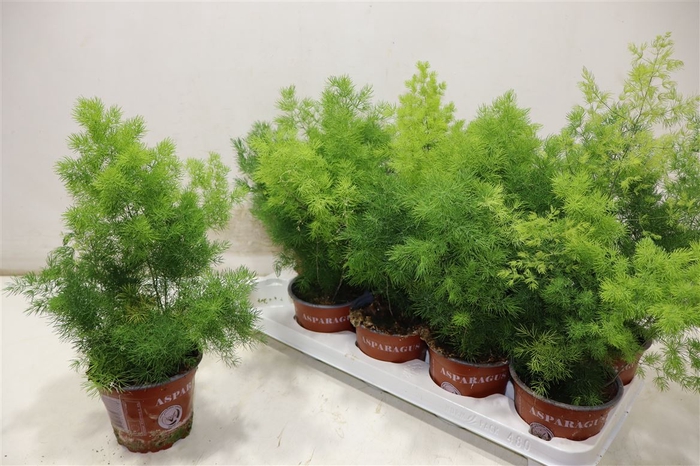 <h4>Aspar Umbellatus</h4>