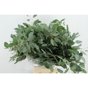 EUC POPULUS MEDAGLIA 300GR