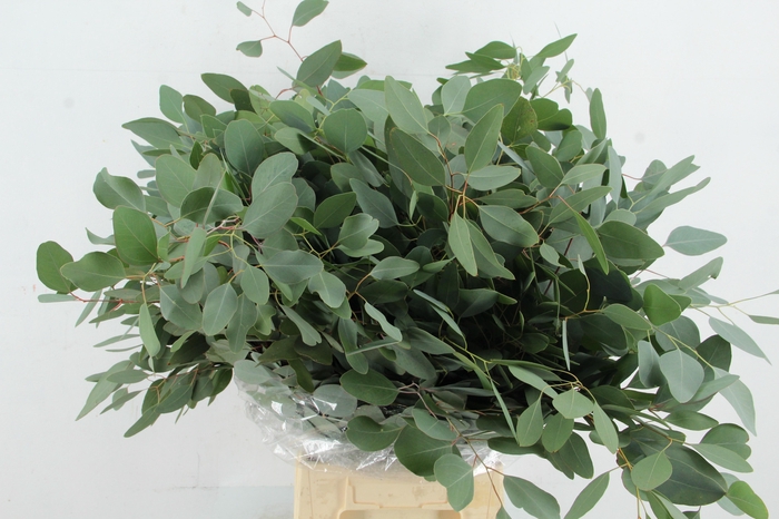 <h4>EUC POPULUS MEDAGLIA 300GR</h4>