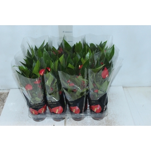 ANTHURIUM MINI MILLION FLOWERS P09