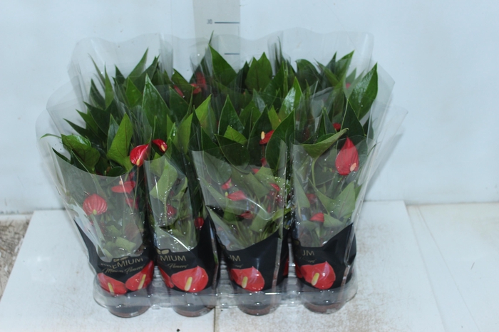 <h4>ANTHURIUM MINI MILLION FLOWERS P09</h4>