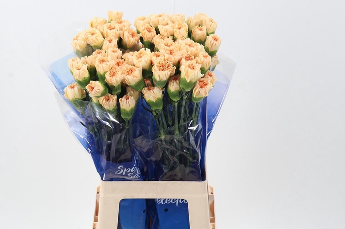 <h4>Di St Crimea hi</h4>