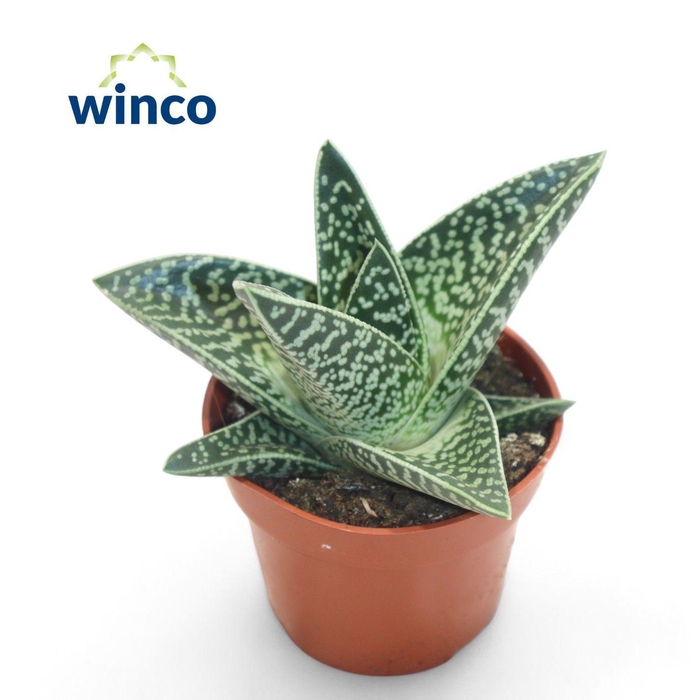 GASTERALOE AVEO