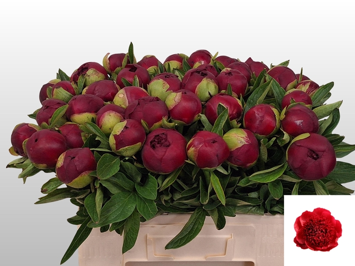 <h4>PAEO RED CHARM</h4>