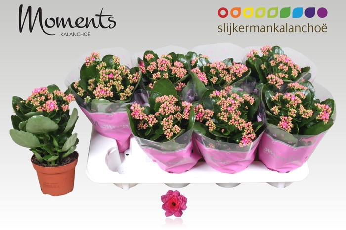 <h4>KAL GE SEREN PINK</h4>