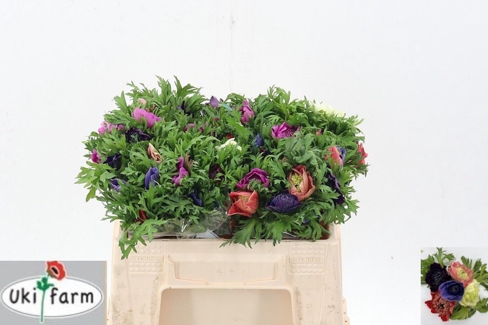 <h4>ANEM GEM BS</h4>