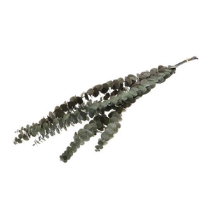 Bunch Euca Baby Pres. 60g