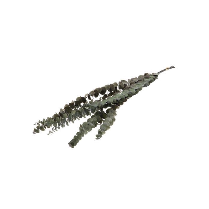 <h4>Bunch Euca Baby Pres. 60g</h4>