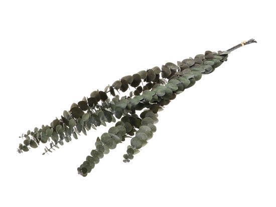 Bunch Euca Baby Pres. 60g