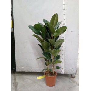 Ficus elastica 'Robusta'