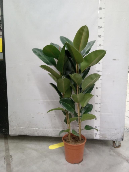 <h4>Ficus elastica 'Robusta'</h4>