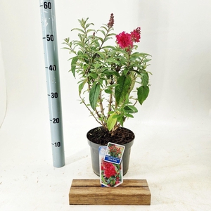 Buddleja Butterfly Candy Little Rub
