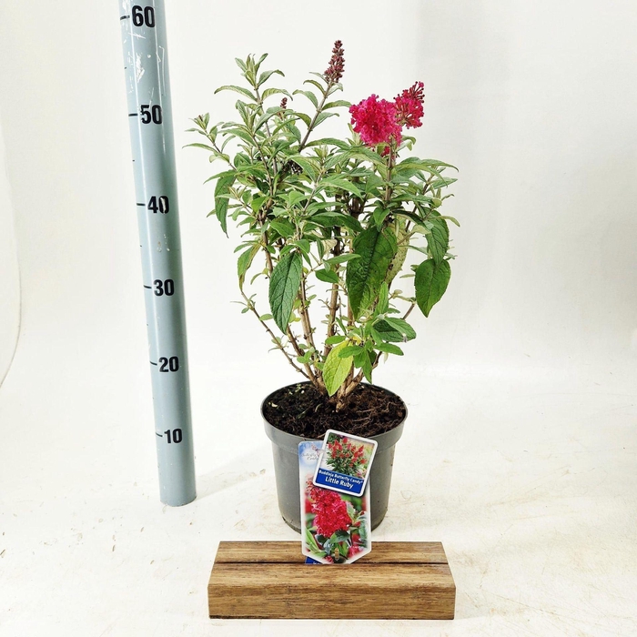 <h4>Buddleja Butterfly Candy Little Rub</h4>
