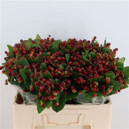 <h4>Hyp Mag Cherry</h4>