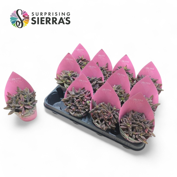 <h4>Sierra's® - Kalanchoe Daigremontiana Pink Sierra Collection</h4>