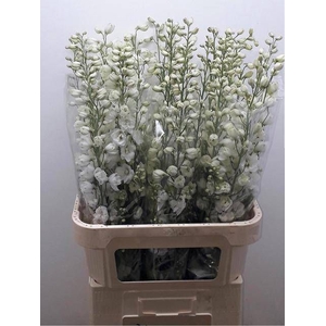 DELPH DU GUARD WHITE