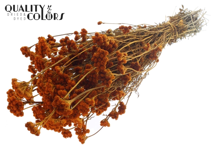 <h4>Droogbloemen   ...bewerkt H%</h4>