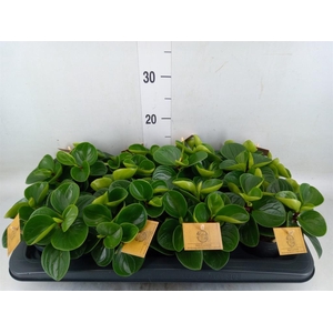 Peperomia obt. 'Red Canyon'