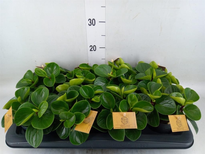 <h4>Peperomia obt. 'Red Canyon'</h4>