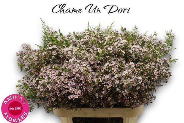 <h4>CHAME UN DORI</h4>