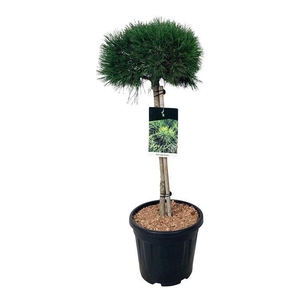 Pinus mugo 'Varella'