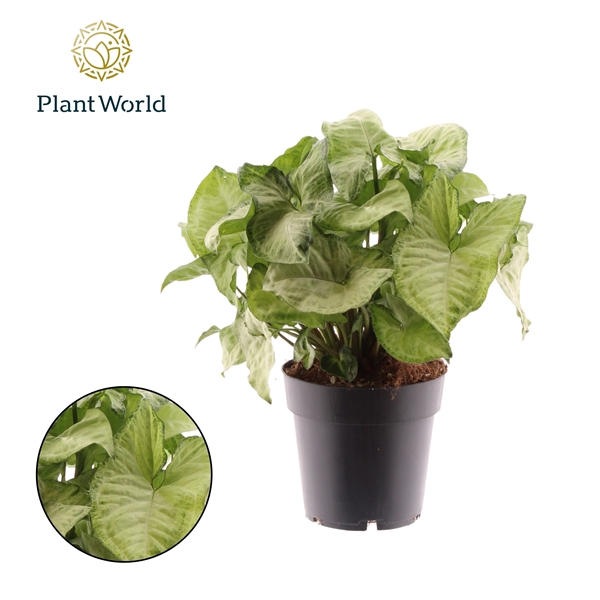<h4>Syngonium White Feel Green</h4>