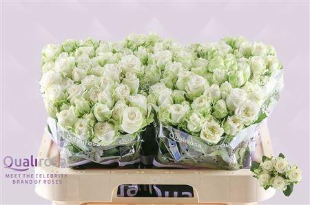 <h4>R TR MISS BOMBASTIC</h4>