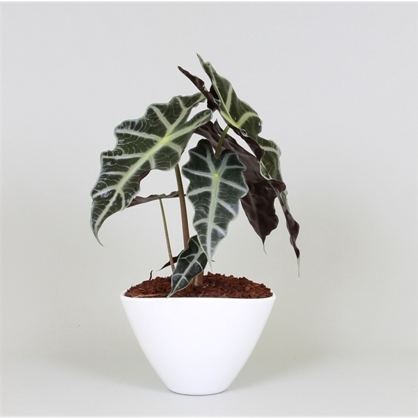 <h4>Arrangement Alocasia in enveloppot</h4>