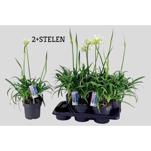 AGAPA PITCHOUN WHITE