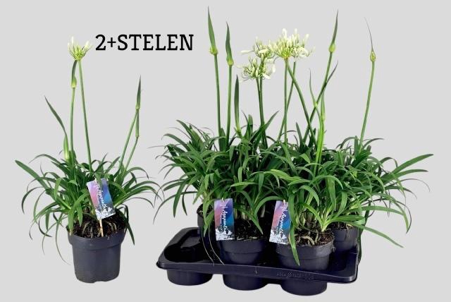 <h4>AGAPA PITCHOUN WHITE</h4>