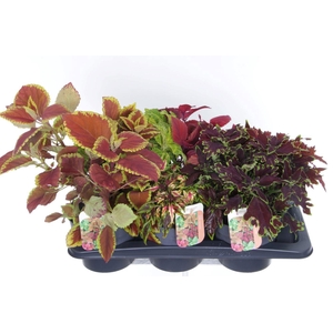 Coleus Sunfighter mix