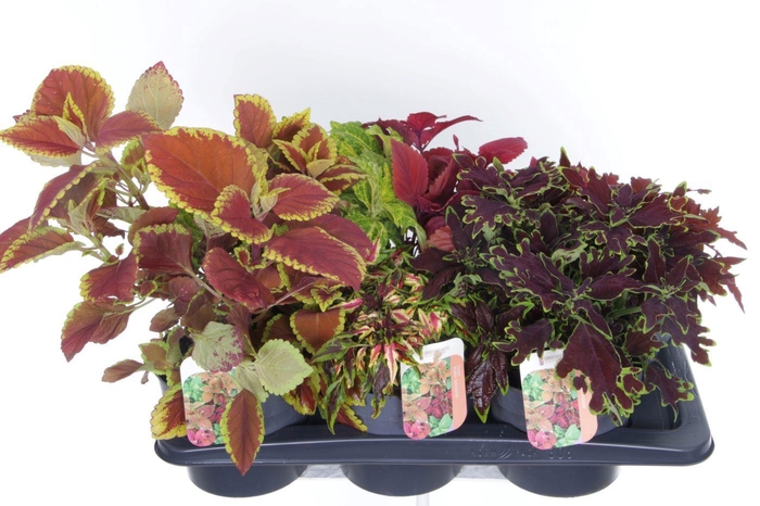 <h4>Coleus Sunfighter mix</h4>